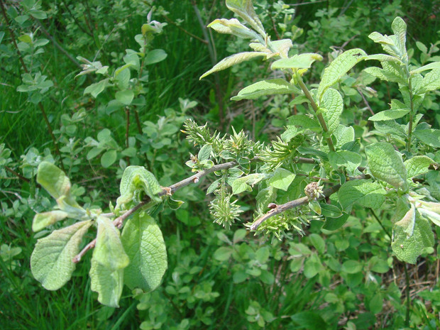 Ива козья разнв. опаленная - Salix caprea var. sphacelata