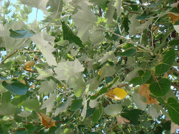 Тополь белый - Populus alba