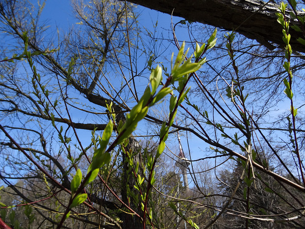Чозения толокнянколистная - Chosenia arbutifolia