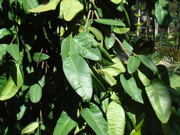 Гарциния подвесная - Garcinia cymosa var. pendula