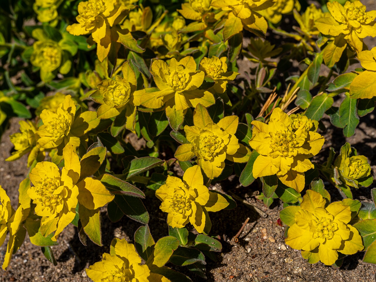 !Euphorbia epithymoides _2026-05-08_1-3