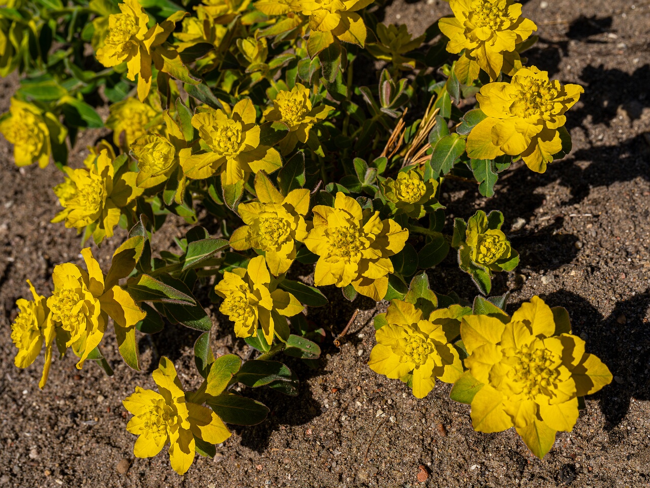 Euphorbia epithymoides _2026-05-08_1-1