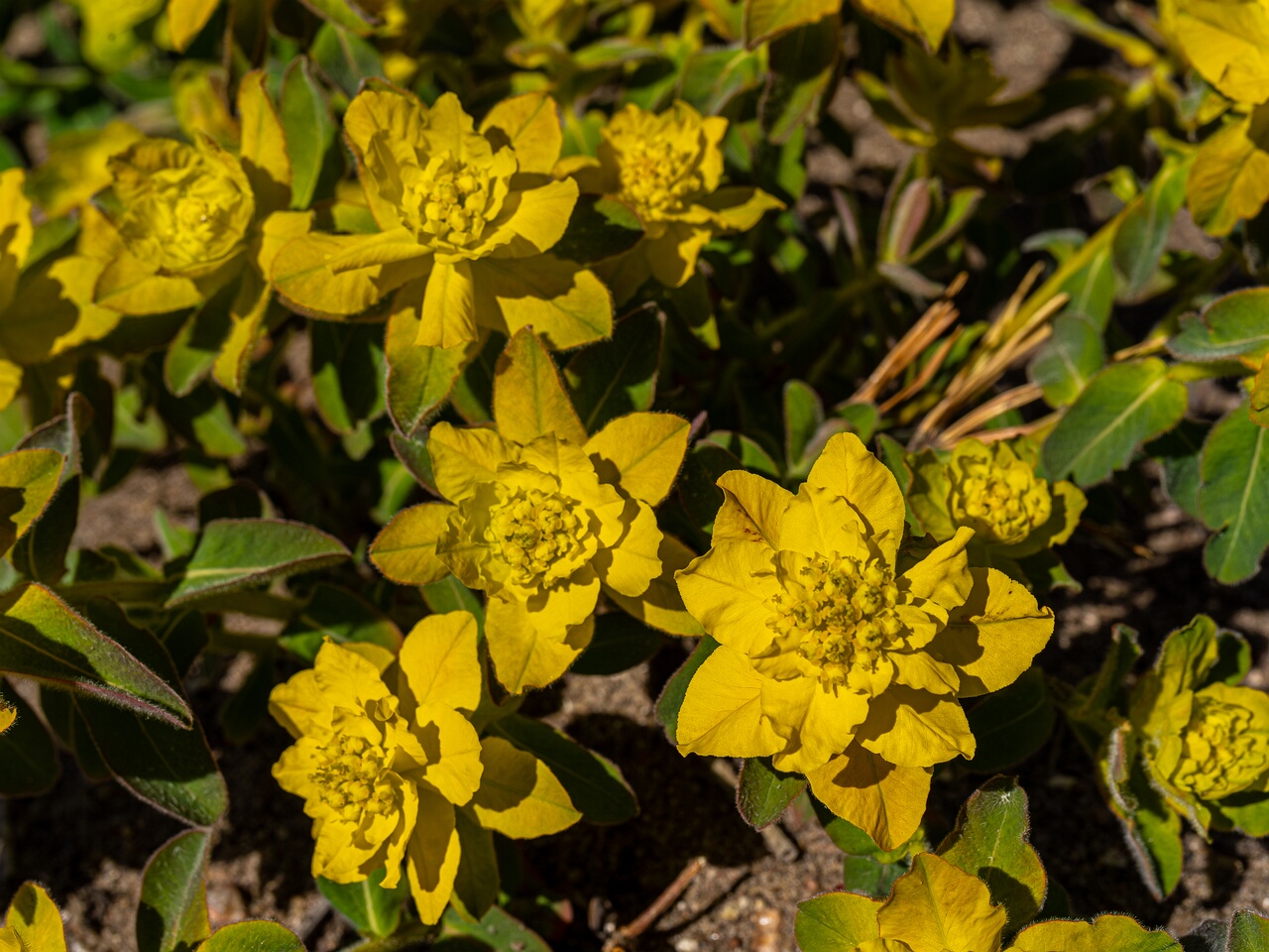 Euphorbia epithymoides _2026-05-08_1-2