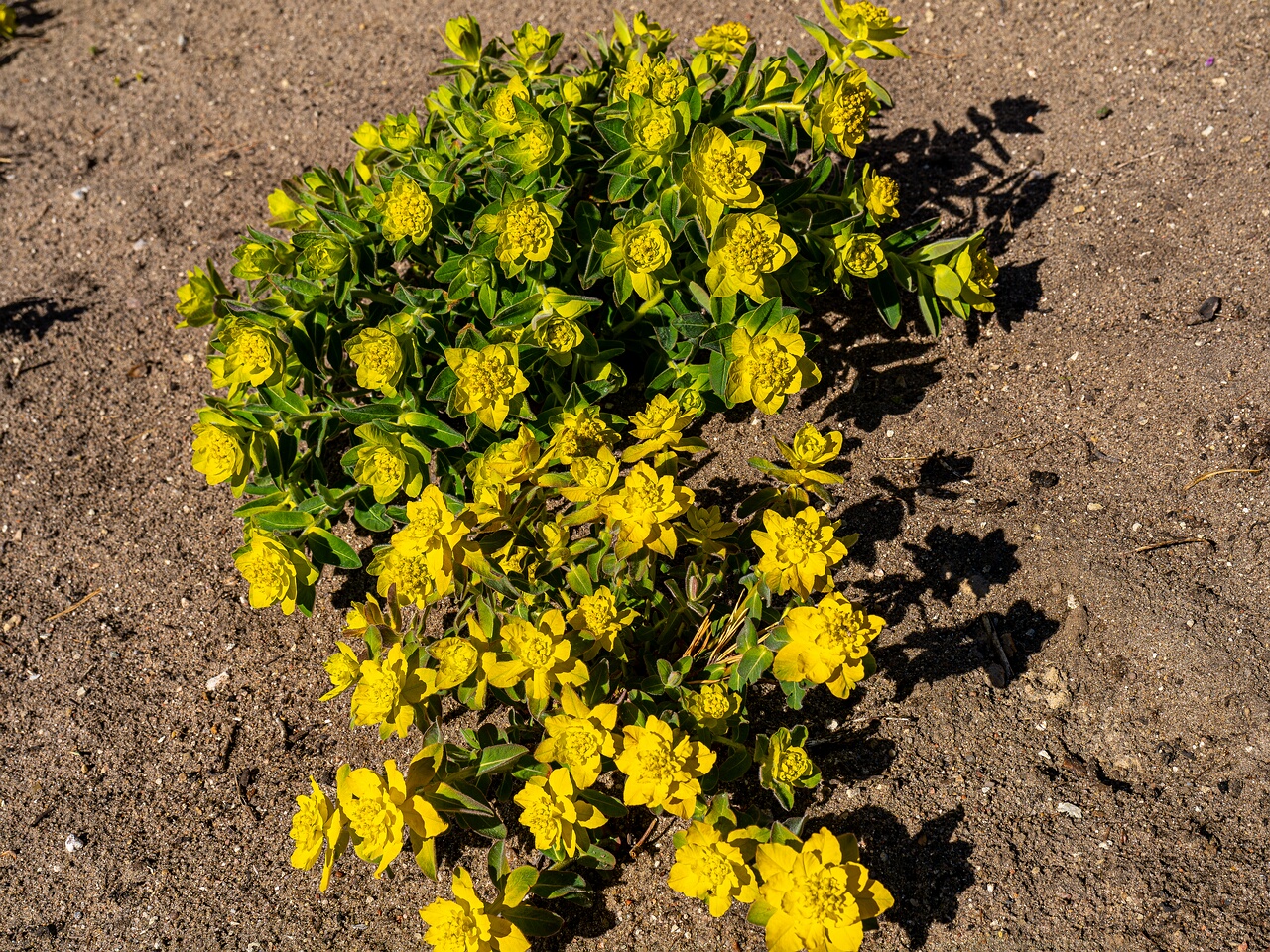 Euphorbia epithymoides _2026-05-08_1-4