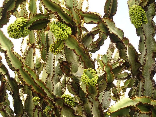 Молочай абиссинский - Euphorbia abyssinica