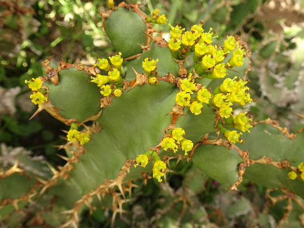 Молочай голубоватый - Euphorbia coerulescens