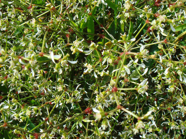 Молочай зверобоецветный 'Эйфорически белый' - Euphorbia hypericifolia 'Euphoric white'