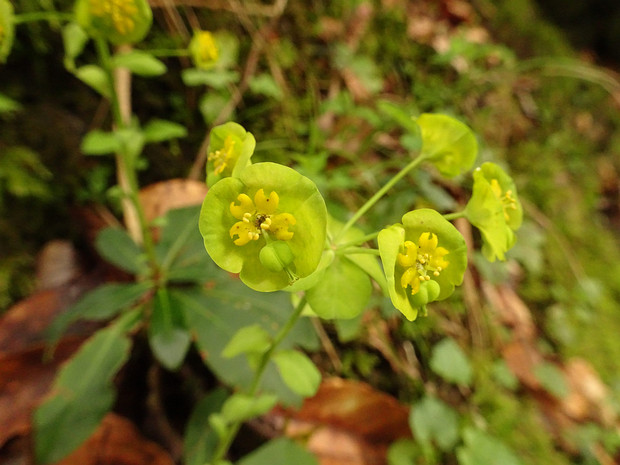 Молочай миндалевидный - Euphorbia amygdaloides