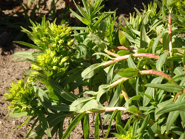 Молочай мохнатый - Euphorbia illirica