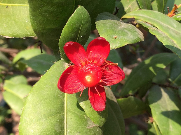 Охна цветковая - Ochna serrulata