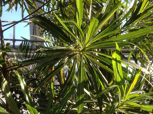 Мафурина вислоцветная - Mathurina penduliflora