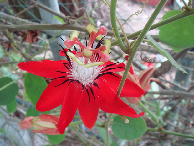 Страстоцвет ярко-красный - Passiflora coccinea
