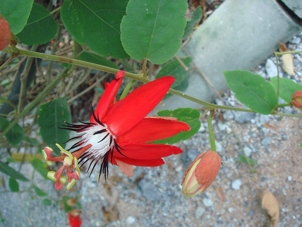Страстоцвет ярко-красный - Passiflora coccinea