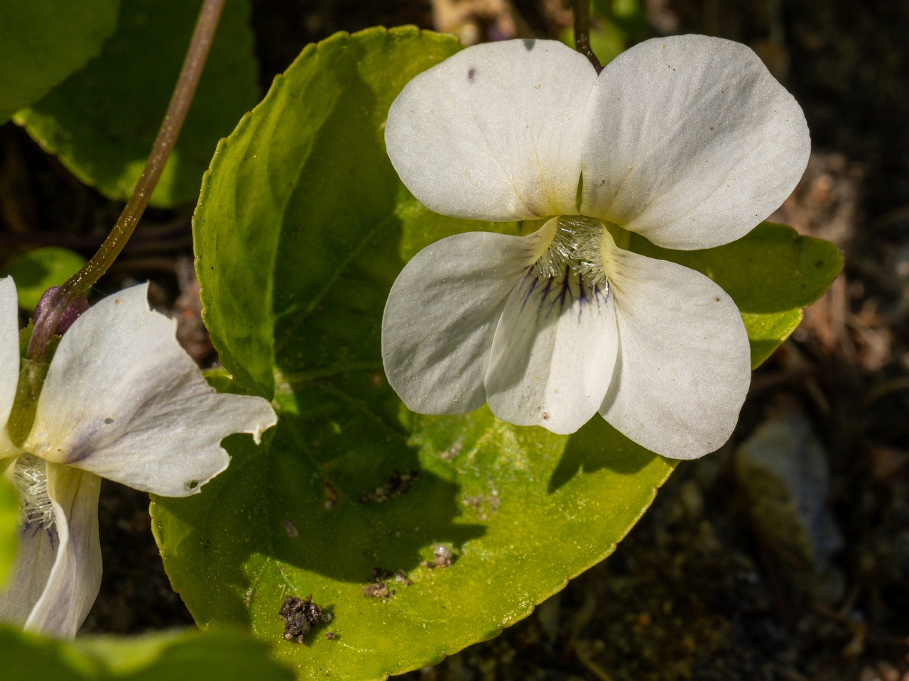 !Viola sororia 'Albiflora' _2025-06-01_1-2