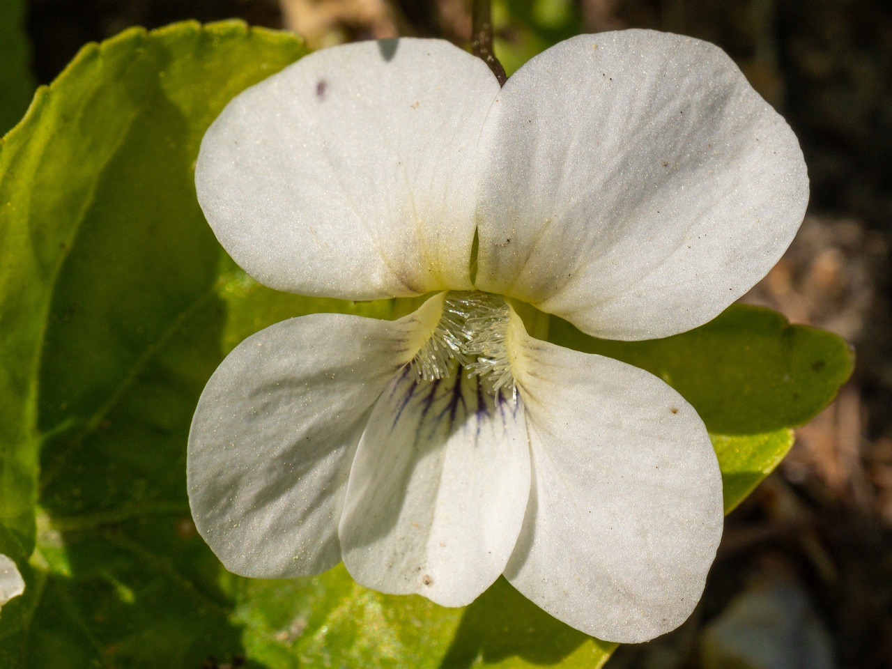 Viola sororia 'Albiflora' _2025-06-01_1-1