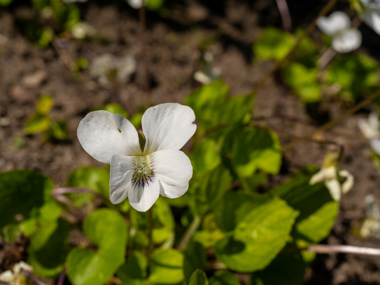 Viola sororia 'Albiflora' _2025-06-01_1-3