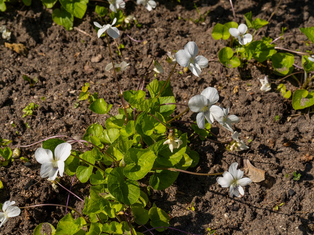 Viola sororia 'Albiflora' _2025-06-01_1-4