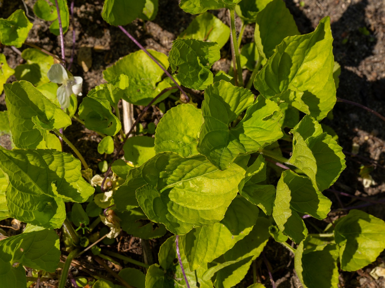Viola sororia 'Albiflora' _2025-06-01_1-5