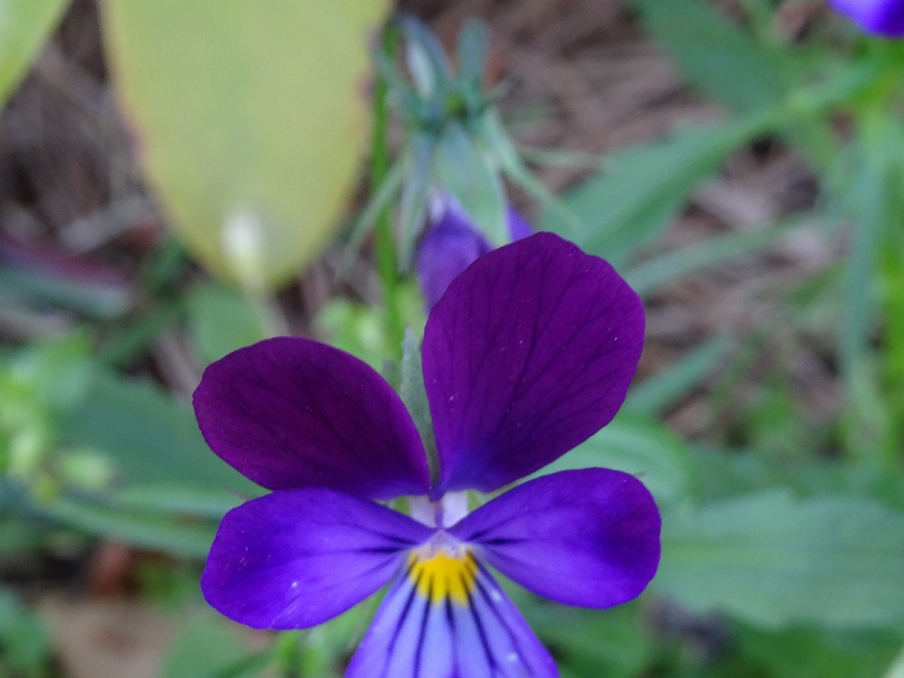 DSC04700