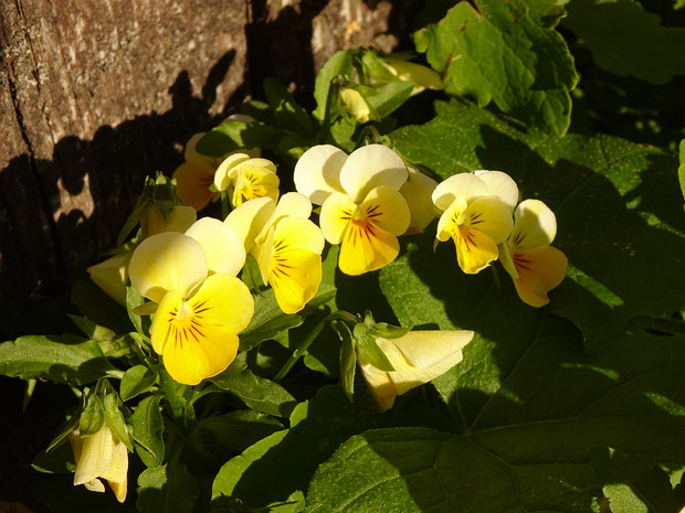Фиалка жёлтая - Viola lutea