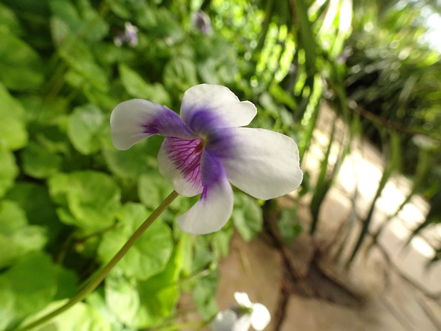 Фиалка плющевидная - Viola hederacea