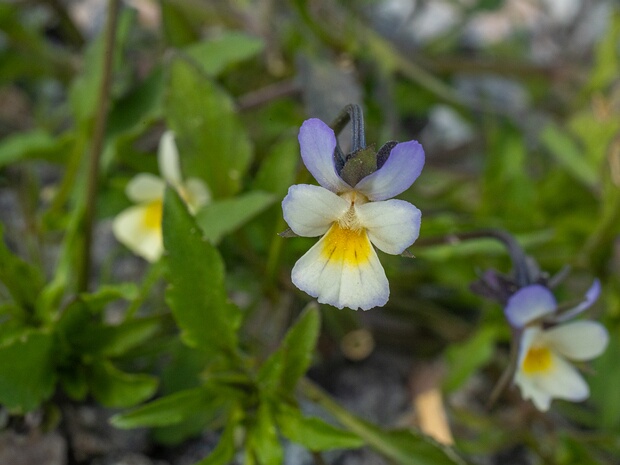 Фиалка полевая - Viola arvensis