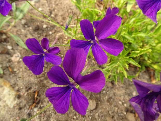 Фиалка рогатая - Viola cornuta