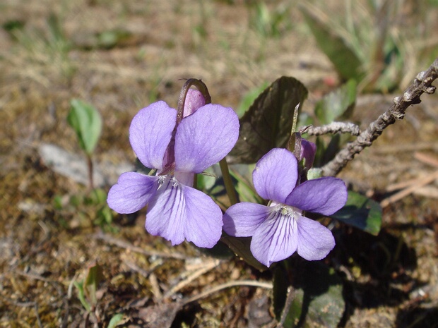 Фиалка собачья - Viola canina