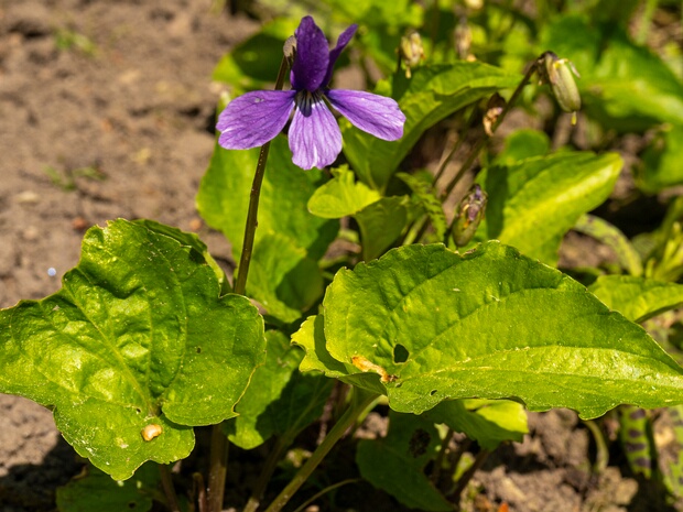 Фиалка топяная - Viola uliginosa