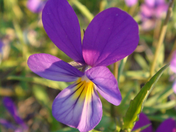 Фиалка трехцветная - Viola tricolor