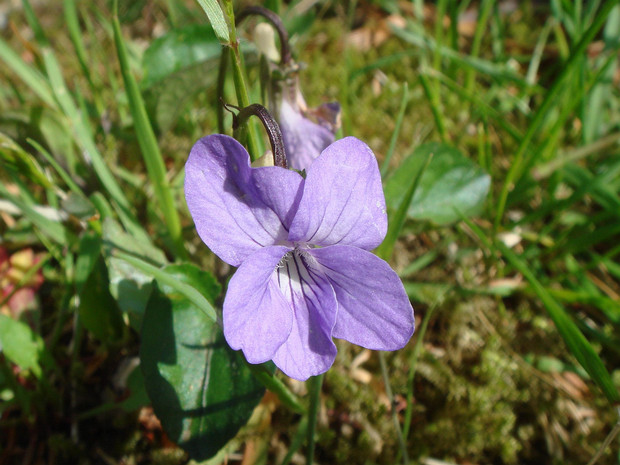 Фиалка удивительная - Viola mirabilis