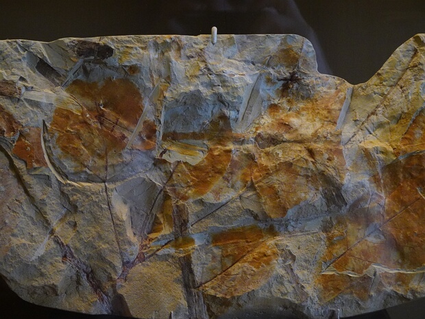 Ивовые - Salicaceae The Salicaceae are a family, the willow family, of flowering plants. The traditional family (Salicaceae sensu stricto)...