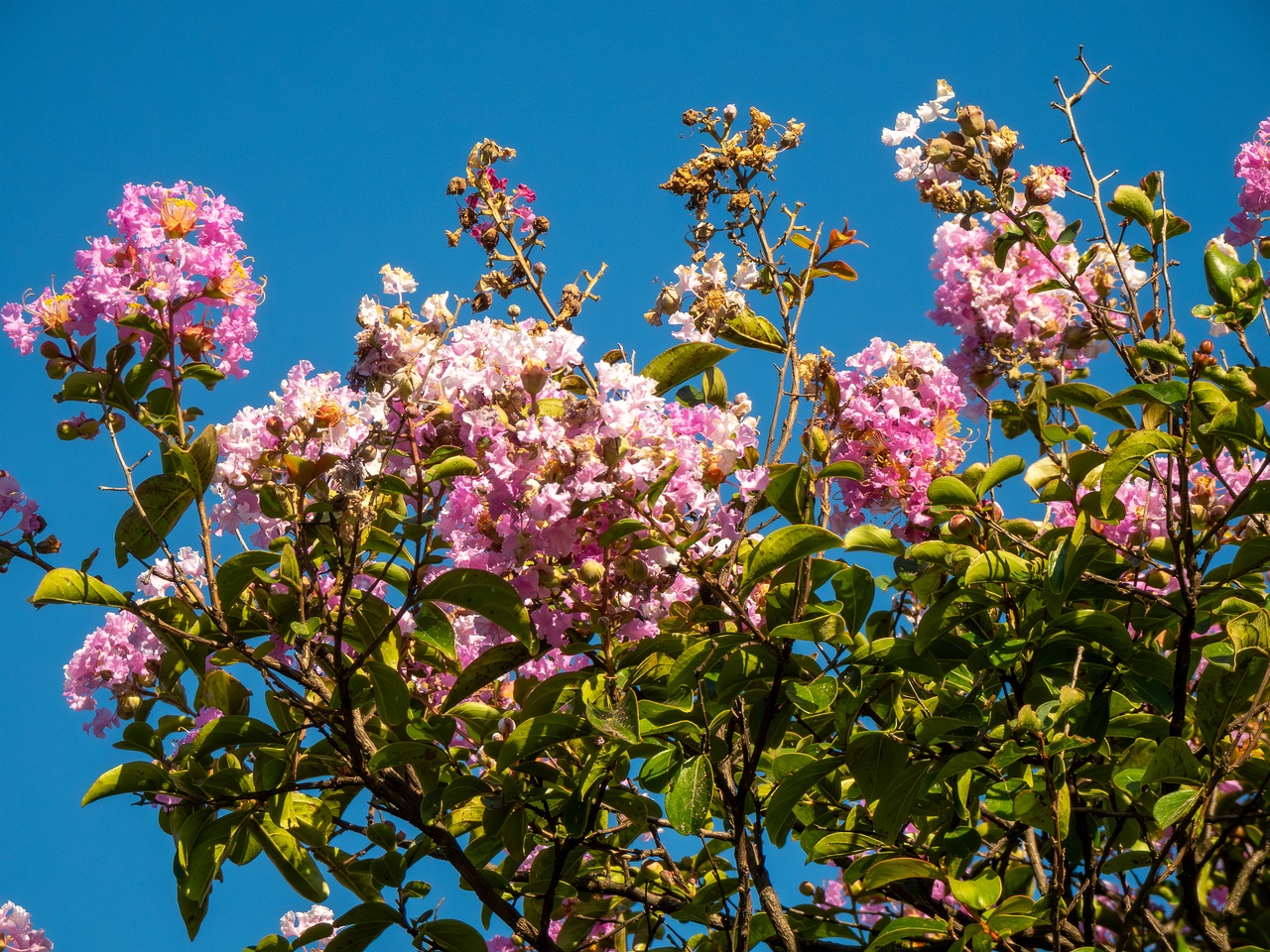 Lagerstroemia indica _2025-08-18_1-2