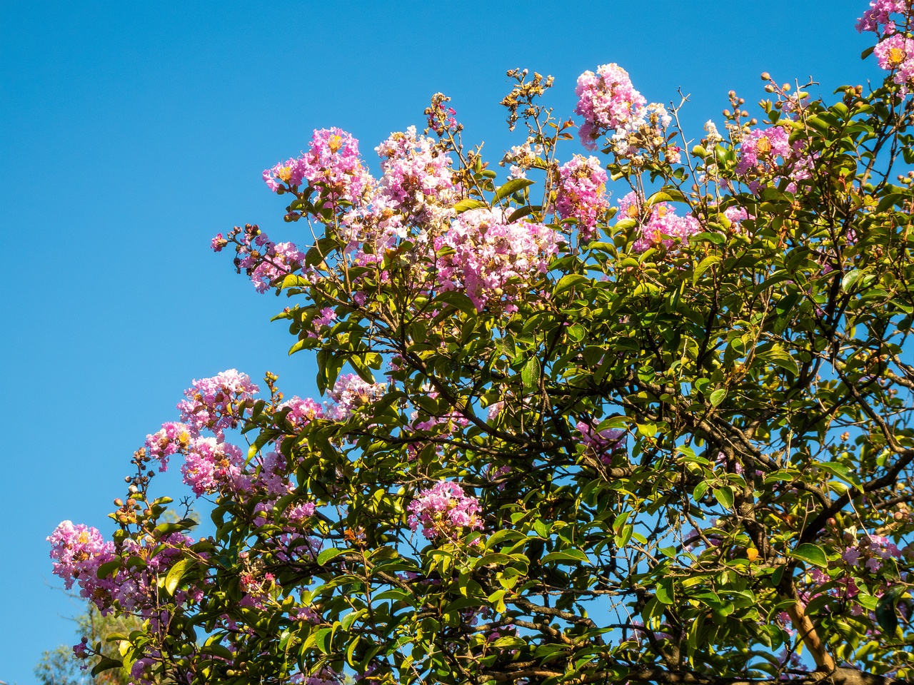 Lagerstroemia indica _2025-08-18_1-7