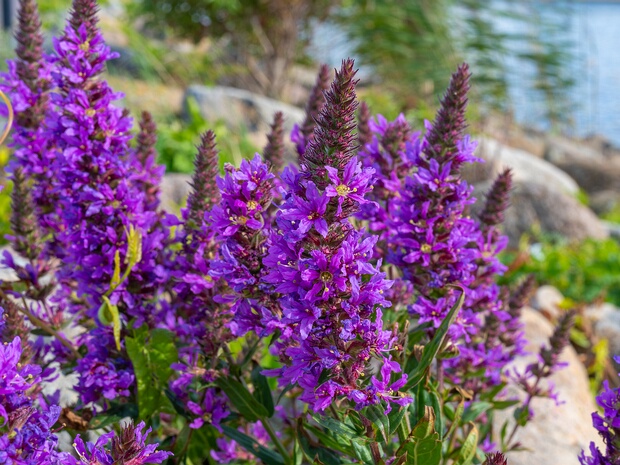 Дербенник иволистный - Lythrum salicaria