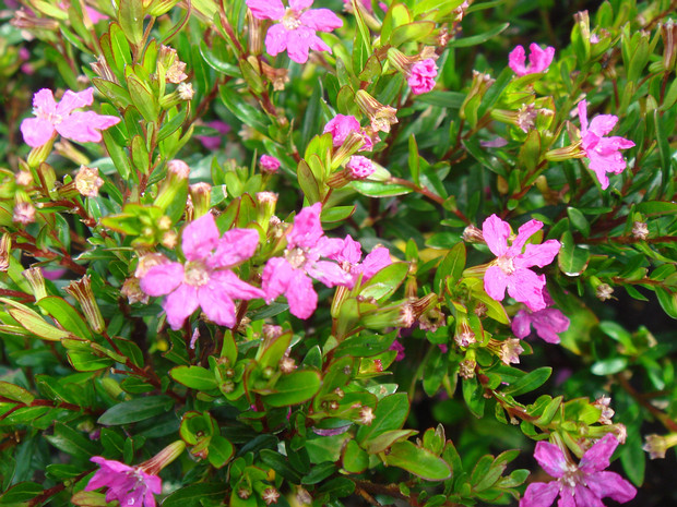 Куфея иссополистная 'Лиловый'- Cuphea hyssopifolia 'Lilac'
