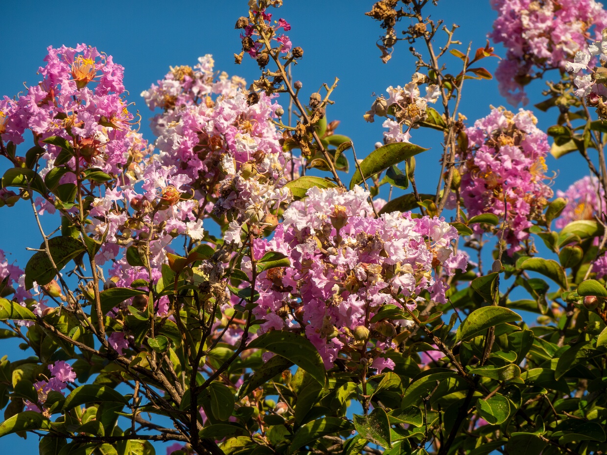 Лагерстрёмия индийская - Lagerstroemia indica