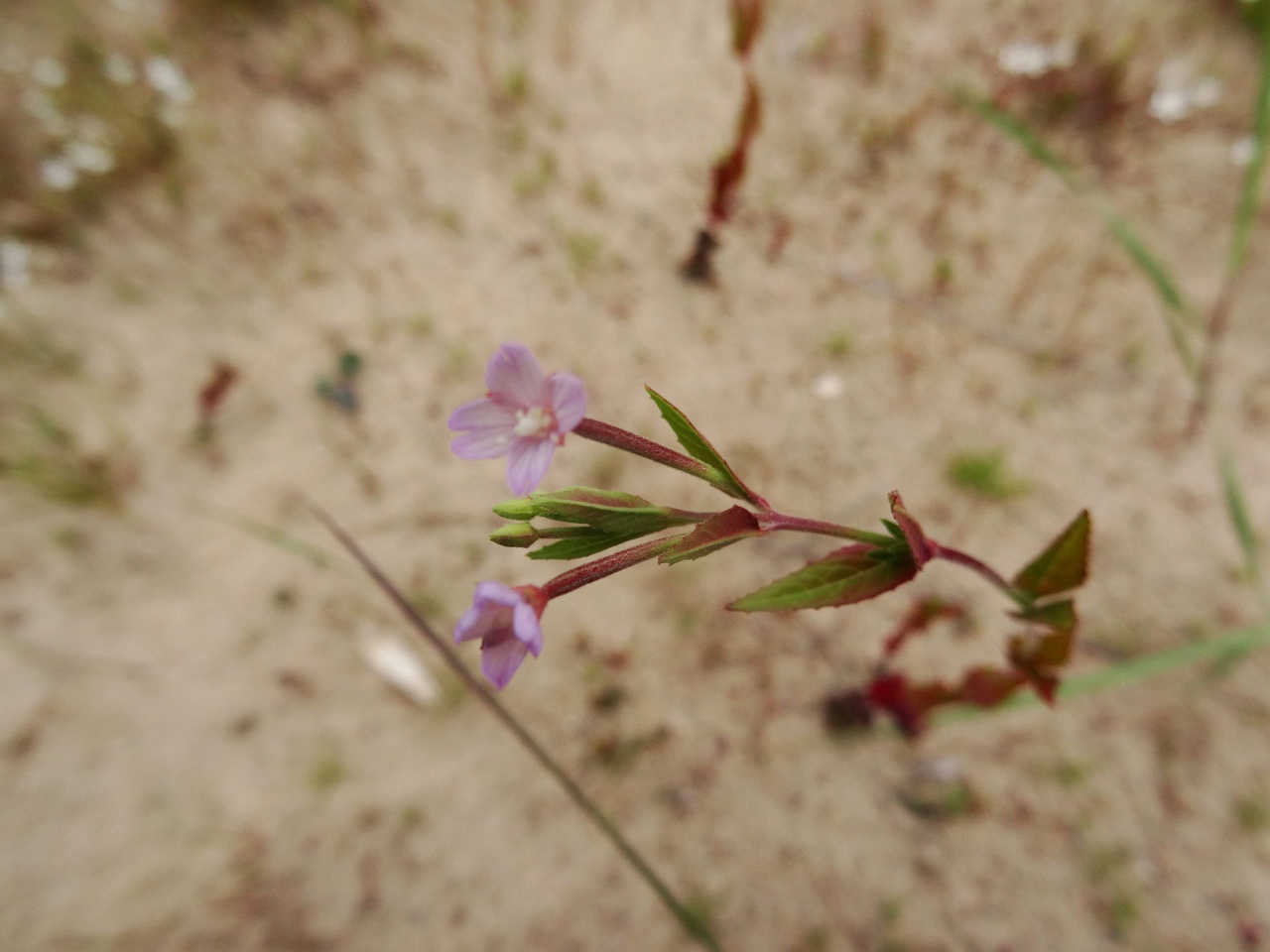 DSC01548