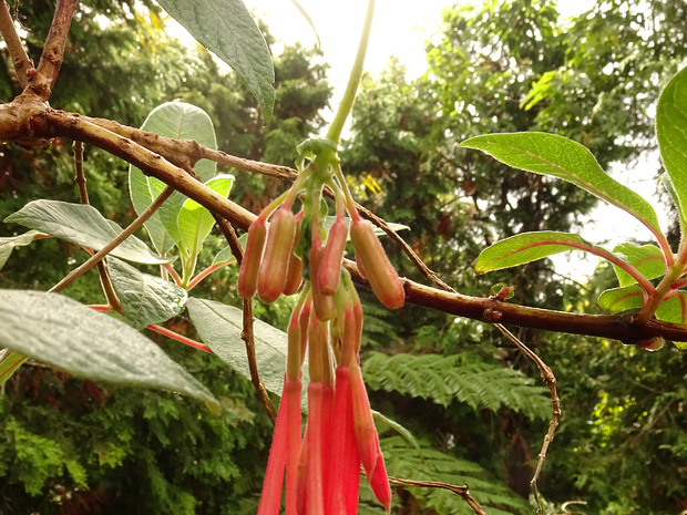 Фуксия боливийская - Fuchsia boliviana