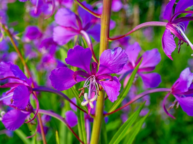 Кипрей узколистный, Иван-чай - Epilobium angustifolium