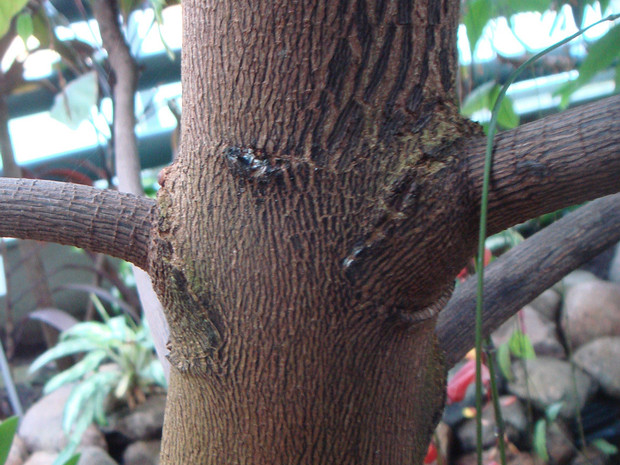Индийский миндаль - Terminalia catappa