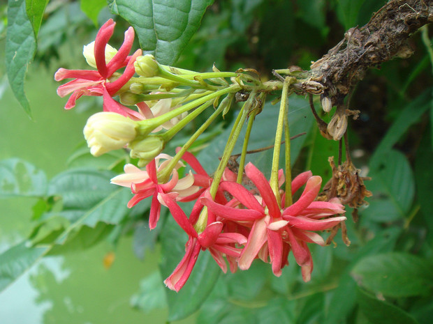 Квисквалис индийский - Quisqualis indica