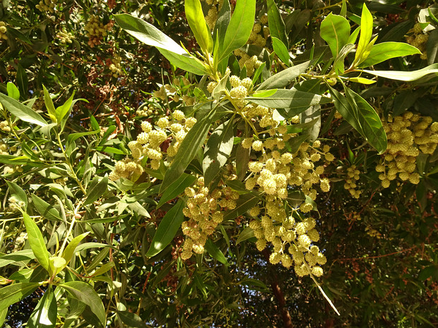 Конокарпус прямой - Conocarpus erectus