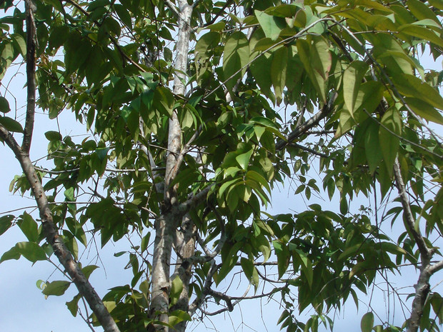 Мелалеука белодревесная - Melaleuca cajuputi