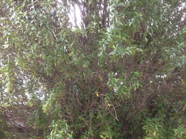 Мирт обыкновенный подвид тарентина - Myrtus communis subsp. tarentina