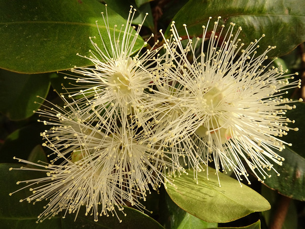 Сизигиум южный - Syzygium australe