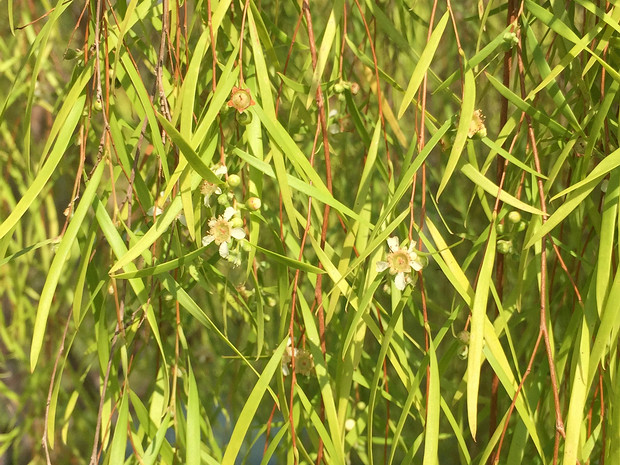 Тонкосемянник влажный подвид посевной - Leptospermum madidum ssp. sativum