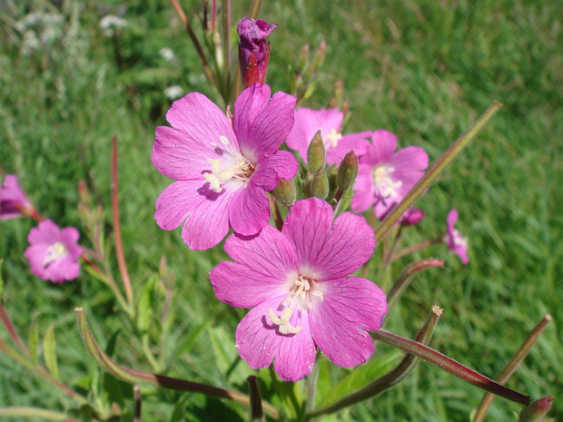 Кипрейные - Onagraceae The Onagraceae are a family of flowering plants known as the willowherb family or evening primrose family. They include...