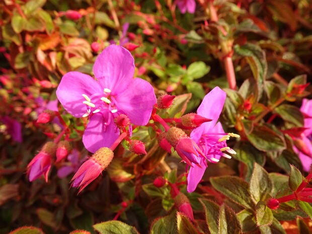 Меластомовые - Melastomataceae The family Melastomataceae (alternatively Melastomaceae) is a taxon of dicotyledonous flowering plants found mostly in...
