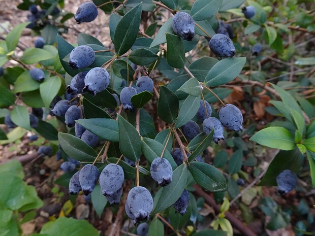 Миртовые - Myrtaceae Myrtaceae or the myrtle family is a family of dicotyledonous plants placed within the order Myrtales. Myrtle,...